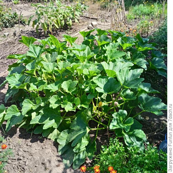 Ну красавчик же!😁 Конец августа.