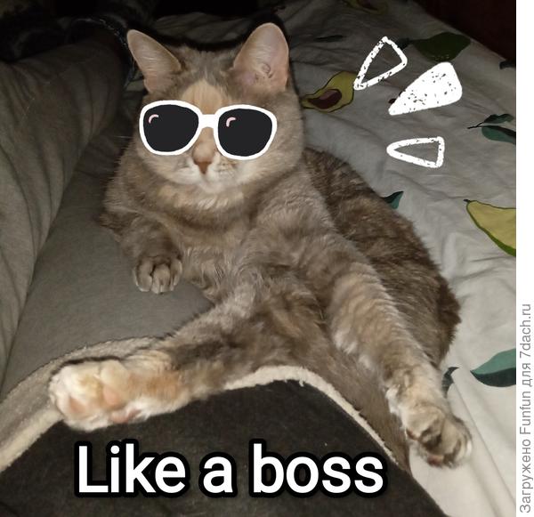 Сразу видно кто в доме хозяин🤣