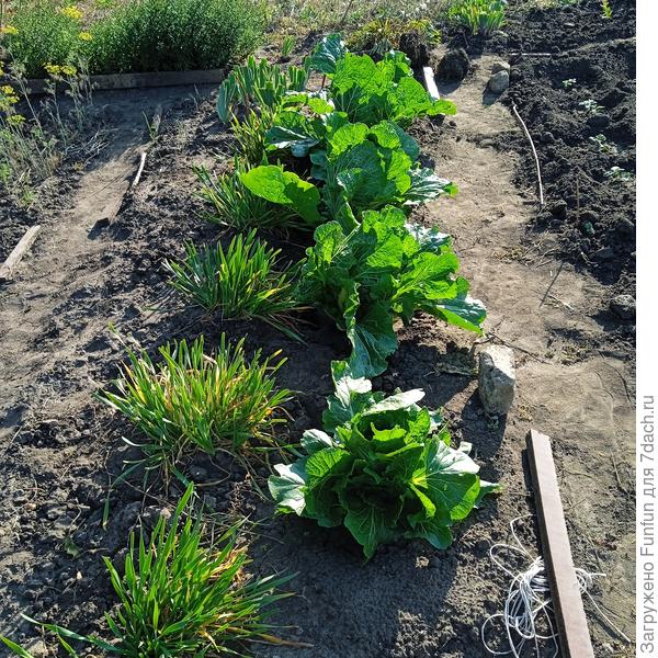 28 сентября, капустка радует