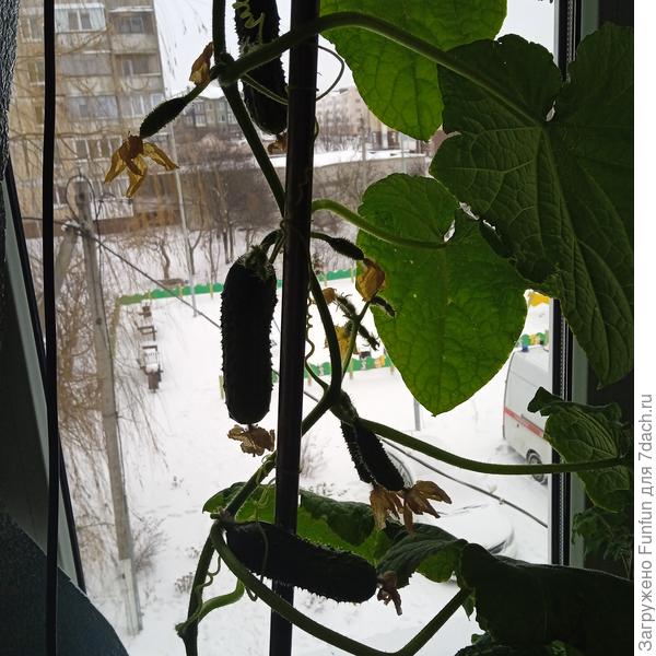 Огурцы на фоне снега😁