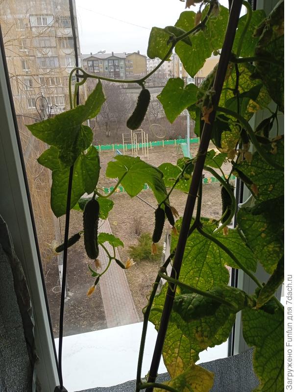 Уже весь болен, но не сдаётся