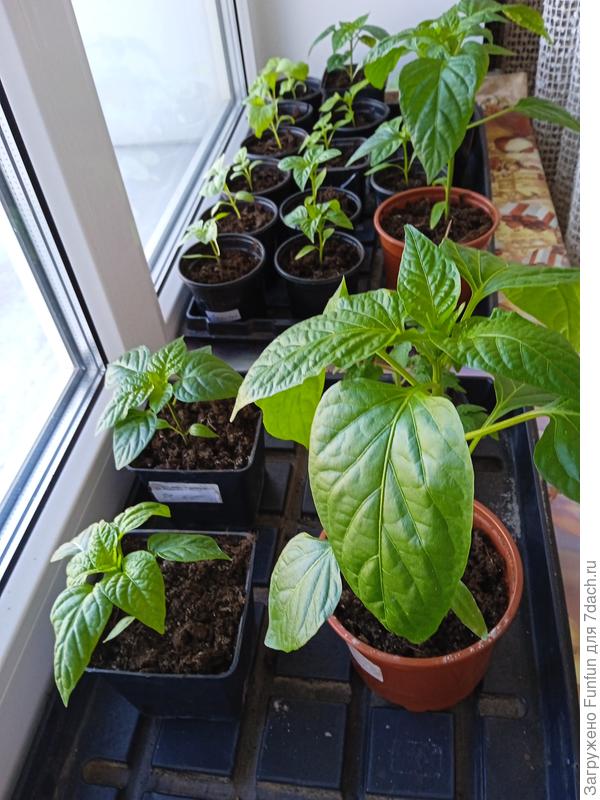 Кто-то явно хочет поехать пораньше в ОГ под укрывной