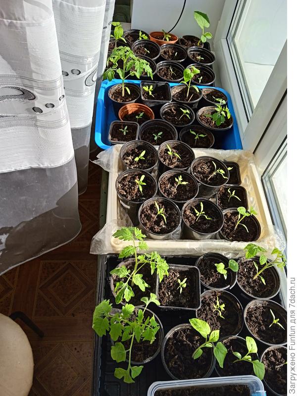 До переезда в ОГ ещё минимум месяц. Не считая нескольких под укровной на ранний салатик, все томатики только-только повсходили.