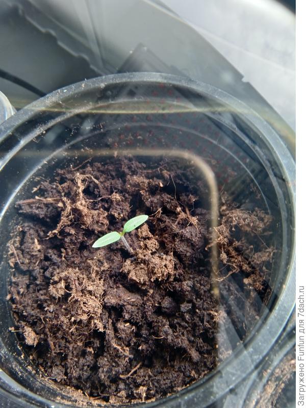 Под лупой разглядываем зачатки настоящих листиков )))