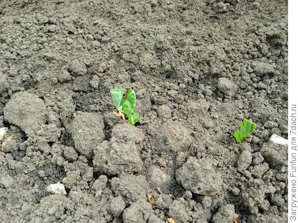 Любимый горошек показался😁