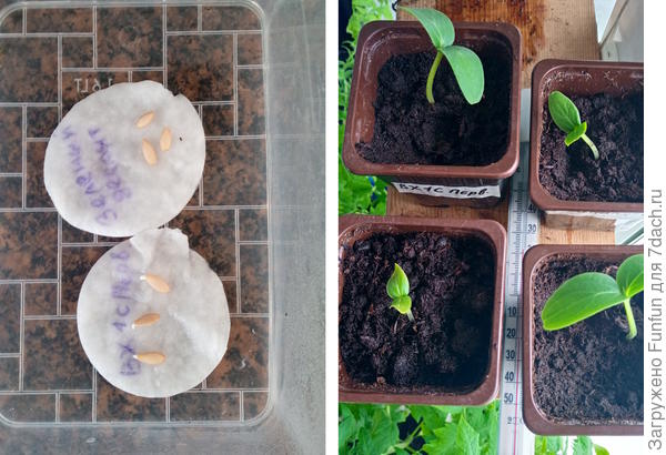 А вот и наши всходы