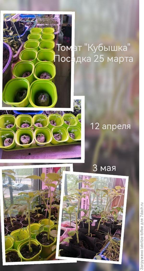 Как растет томат "Кубышка"