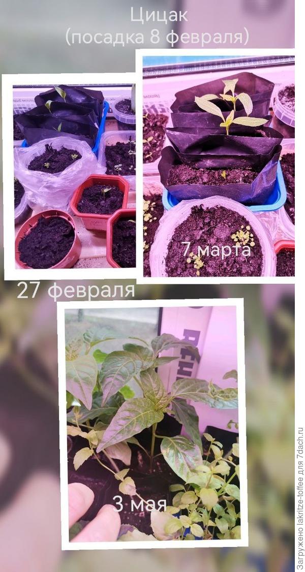 Как растет цицак