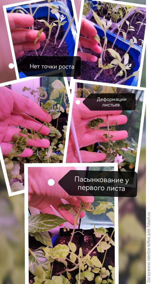 Проблемы с помидорами