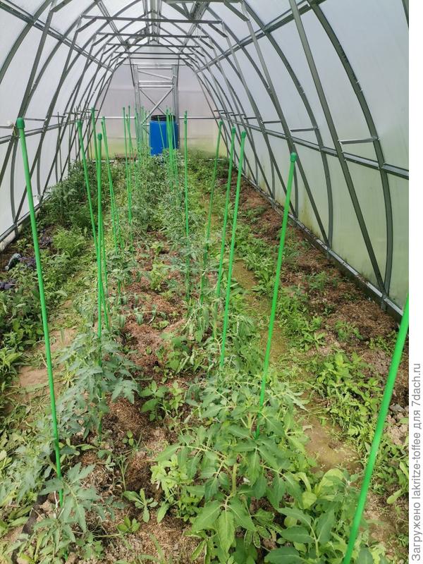Теплица помидорная общий вид