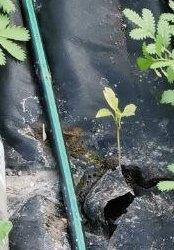 Перец "Паланичко чудо" решает, хочет ли он жить дальше