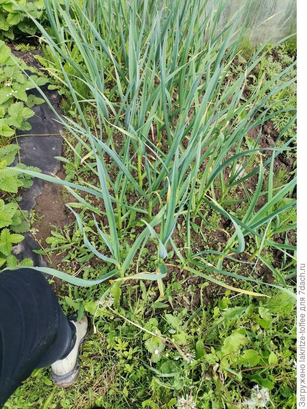Чеснок уже ростом выше колена, нога для масштаба рядом