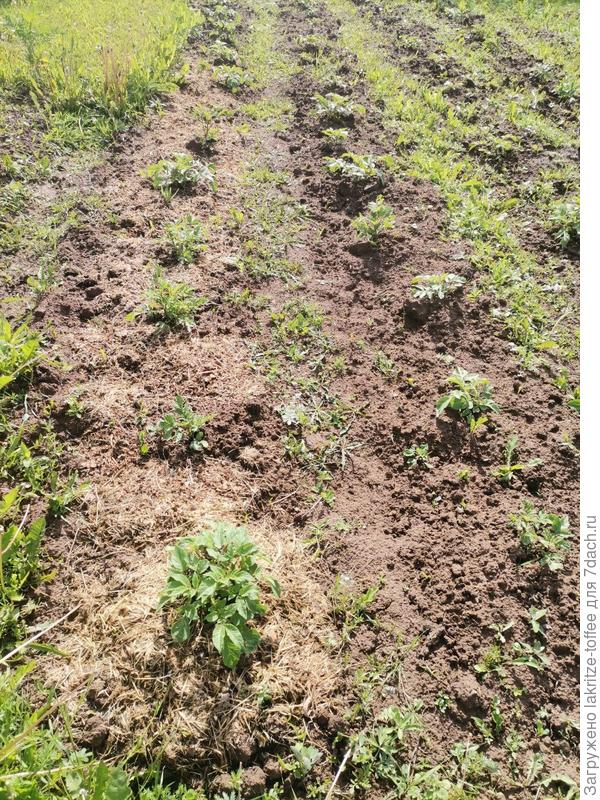 Картошка "Салблю"