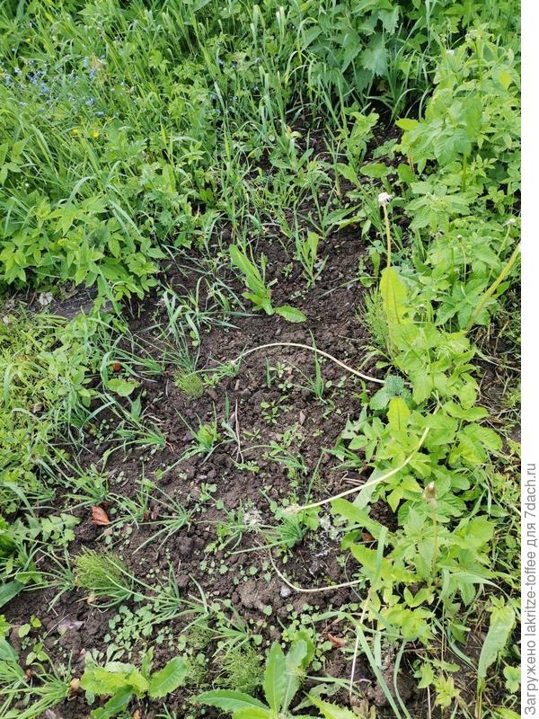 Лук-шалот "Династия" и яровой чеснок в зарослях сныти