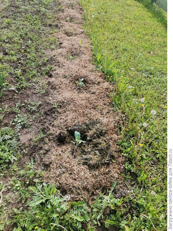 капуста белокочанная "северяночка"