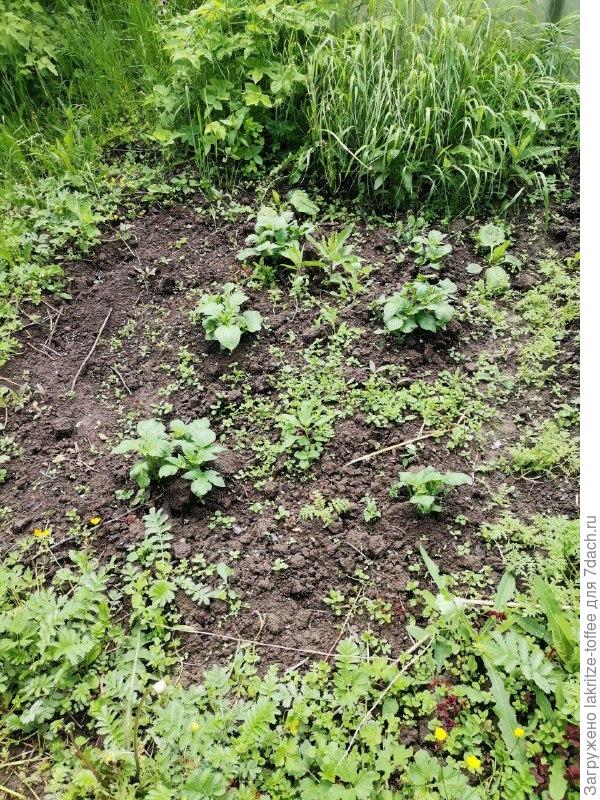 Картошка неизвестная