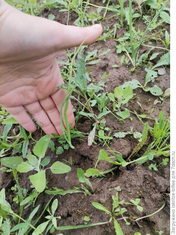 лук рассадой "Стригуновский местный"