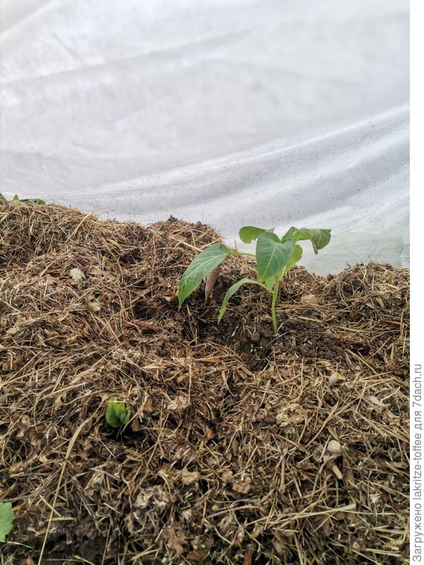 перец острый "цицак" под укрывным материалом