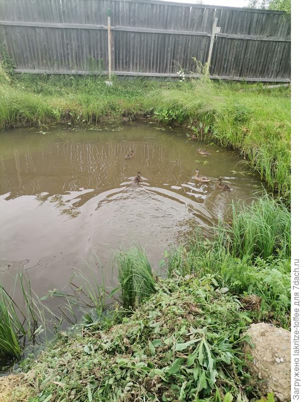 Пруд дикий