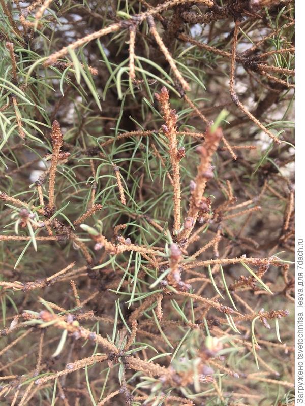 Хвоя. Фото 2