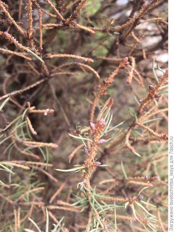 Хвоя. Фото 1.