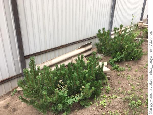 Сосна горная