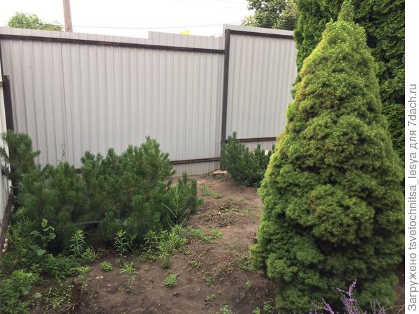 Сосна горная