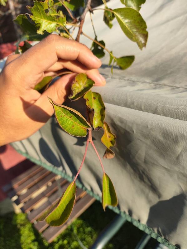 На других темнеет "в крапинку", но не усыхает.