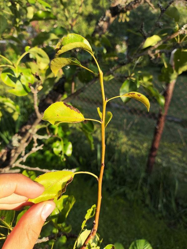 На одним ветках листва коричневеет с краёв