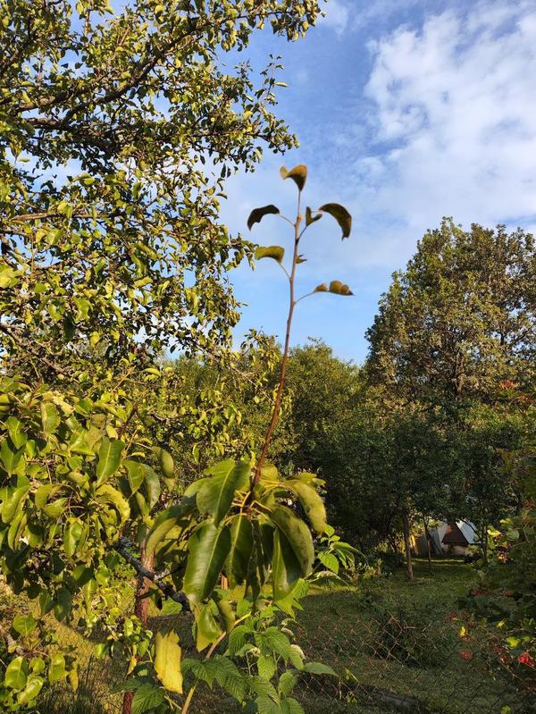 Не только на верхушке, но и в 2 метрах от земли