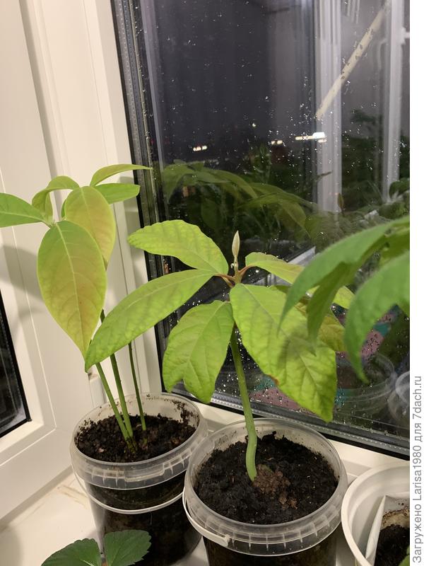 Вот почему то листья желтеют, только желтые состригла и опять.