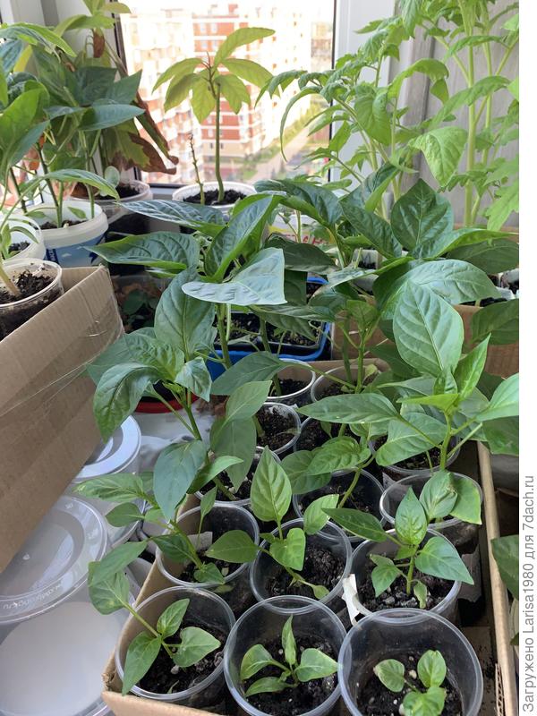 Перцы. Вот говорят, сильные оставь, остальные выкинь! Нет же, я все вытягиваю, а они не растут! Буду пересаживать, если места не хватит, посажу всех этих компактно.