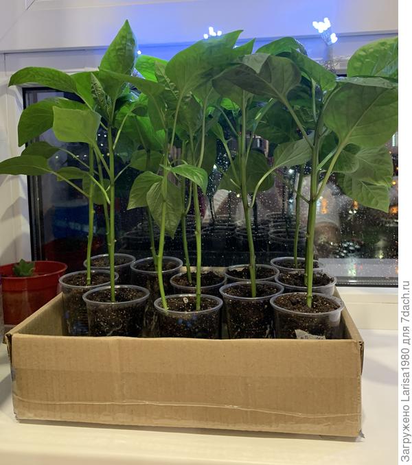 Перцы, 28 февраля проросли.
