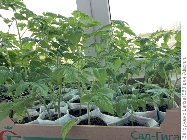 Эти томаты посадила 11 марта!