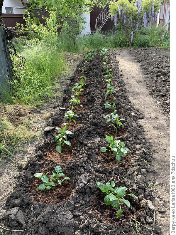 Перцы всякие из из пакетов и из свежих съеденных 😅