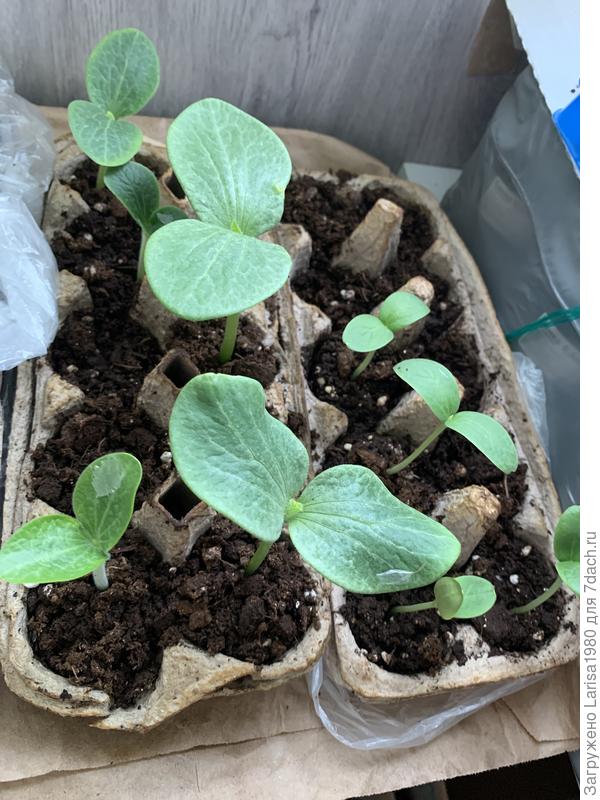 ⬅️ Тыквы/Дыни ➡️