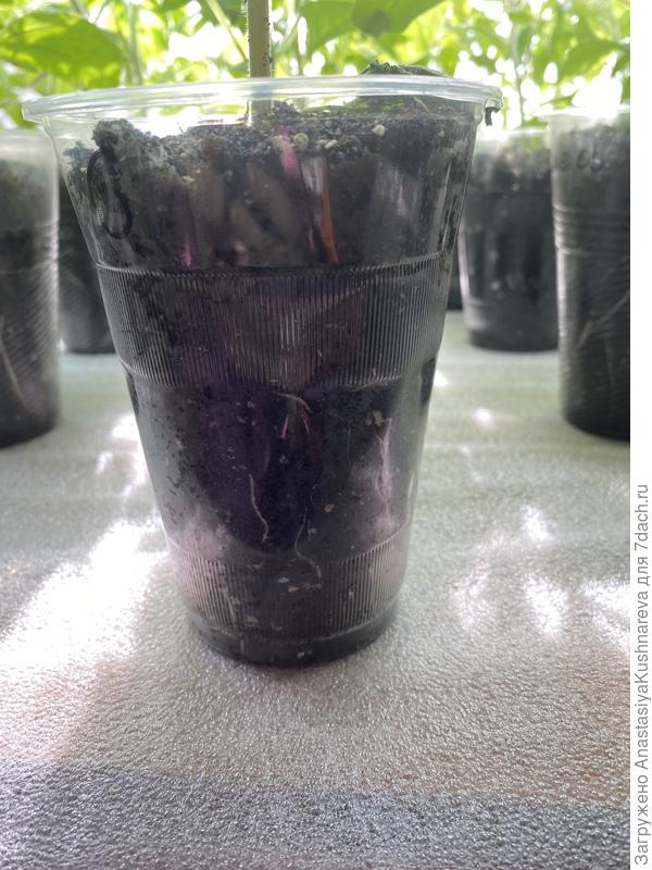 Корни томата