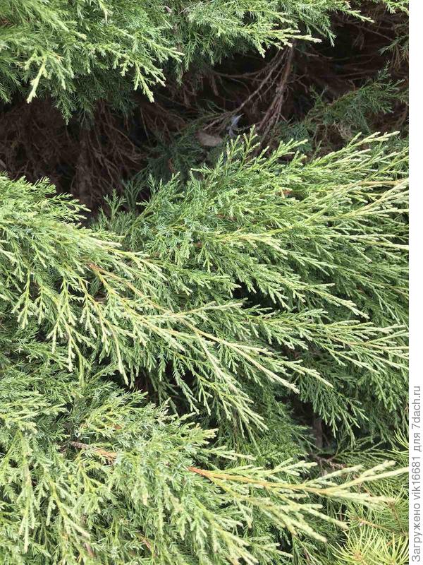у можжевельника игольчатая хвоя