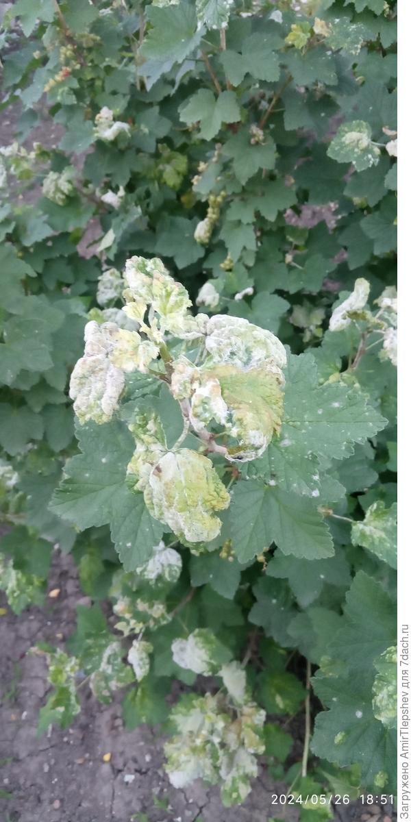 Белый налёт