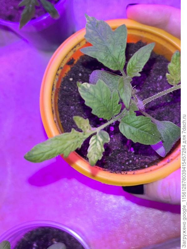 Вот так белеют на поздней стадии