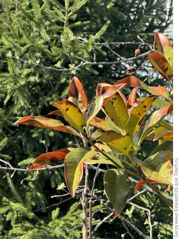 Магнолия вечнозеленая