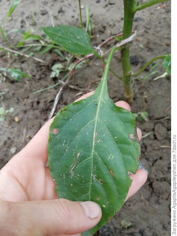 Листья болгарского перца
