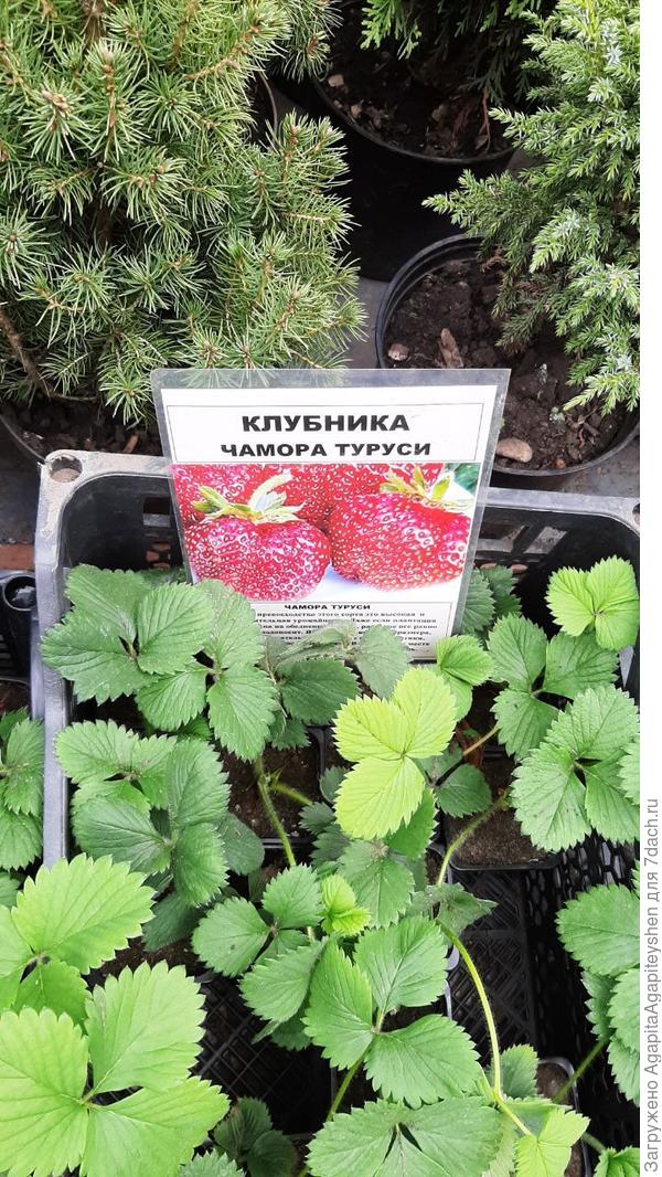 Вот место покупки. Ну листья крупнее, чем у другой клубники.