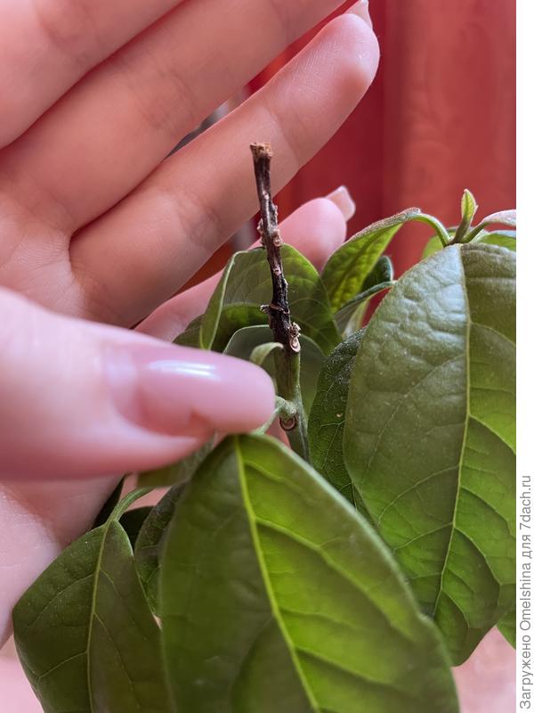 вот сама верхушка ближе, на другом фото плохо видно