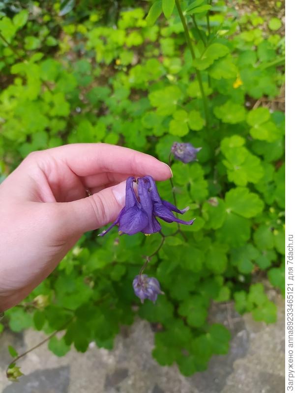 Помогите, пожалуйста, определить сорт аквигелии