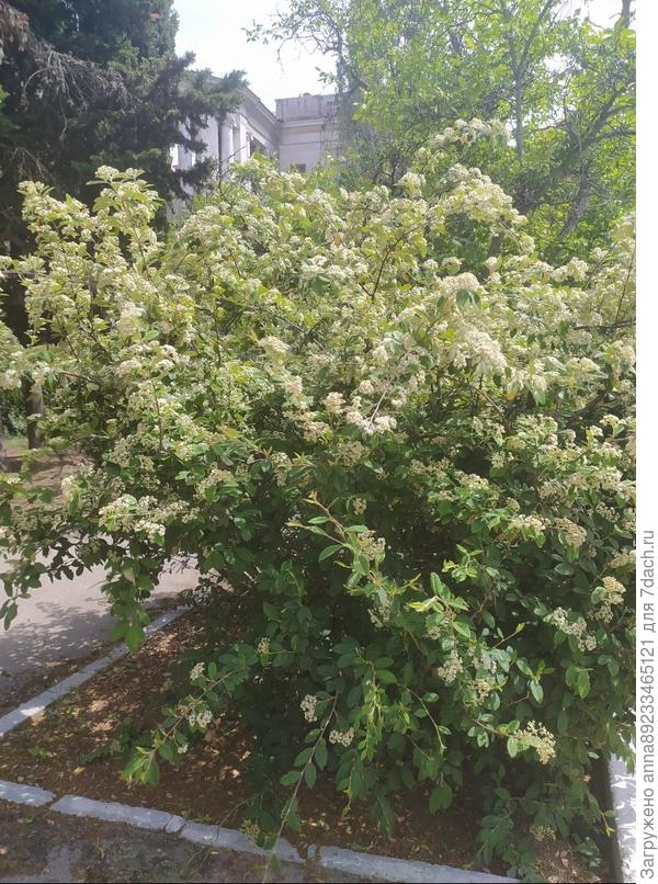 Помогите, пожалуйста, определить растение