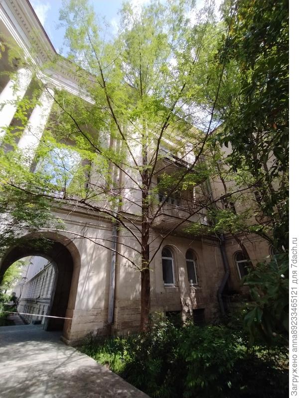 Помогите, пожалуйста, определить растение