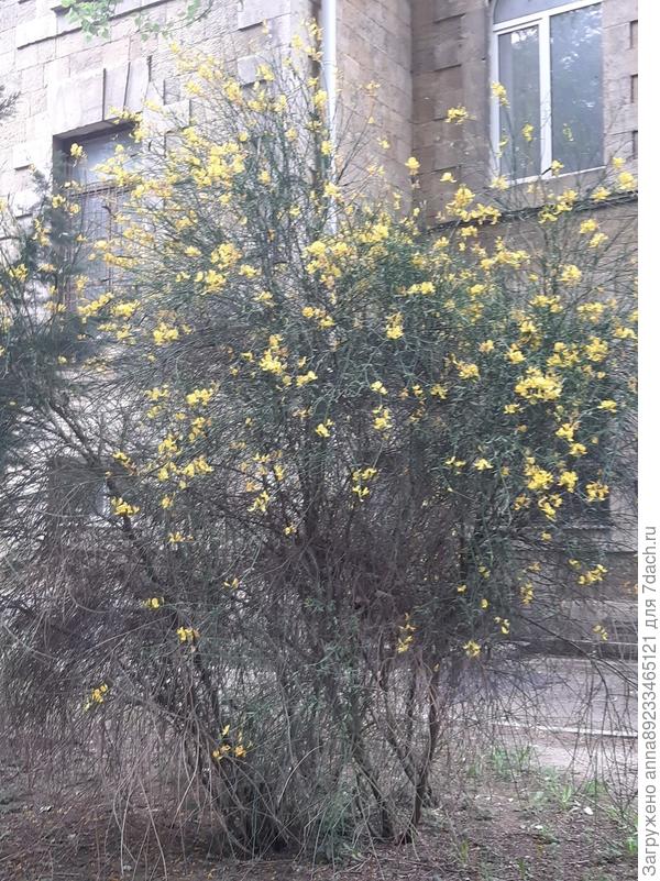 Помогите, пожалуйста, определить растение