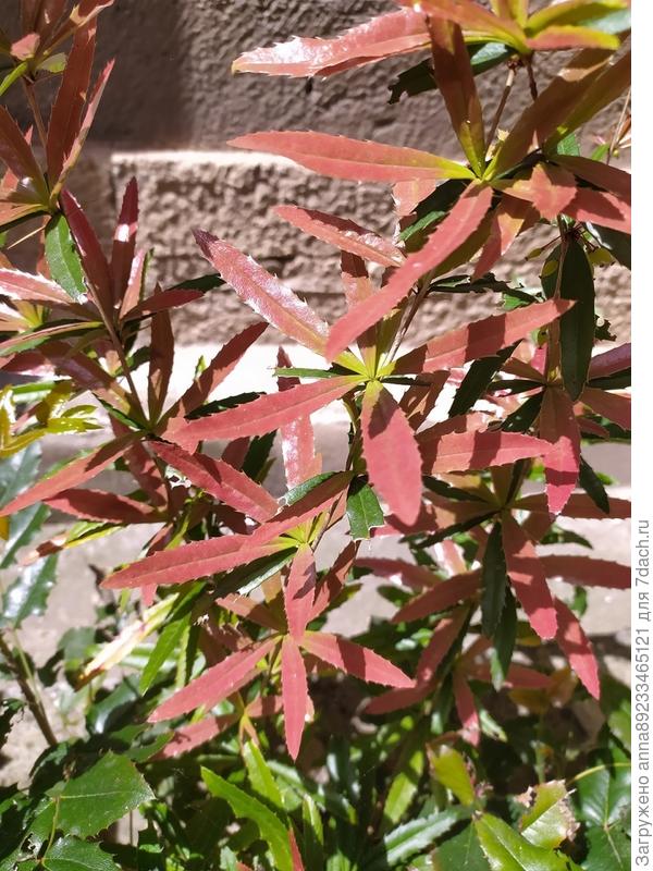 Помогите, пожалуйста, определить растение