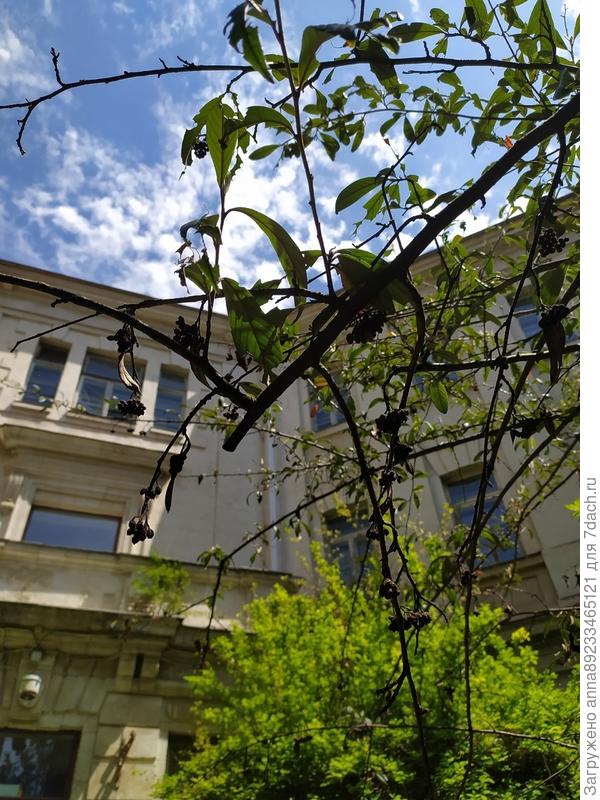 Помогите, пожалуйста, определить растение